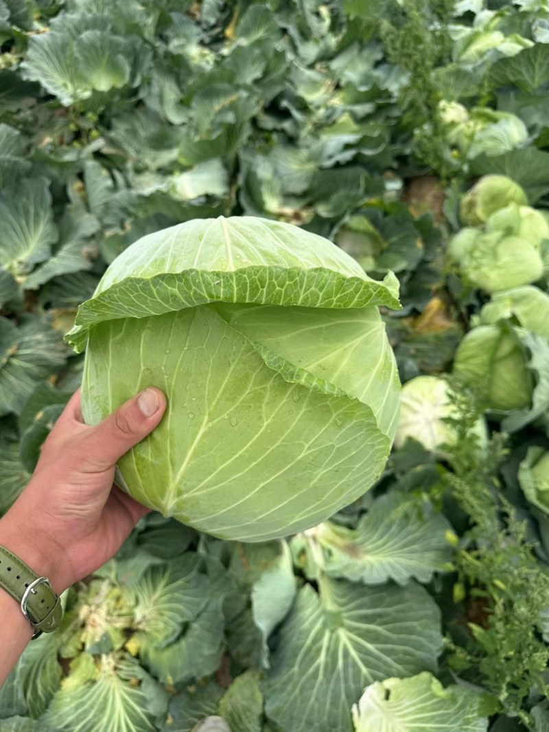 京丰一号甘蓝，，扁包菜。大量有货，供应加工厂，市场。