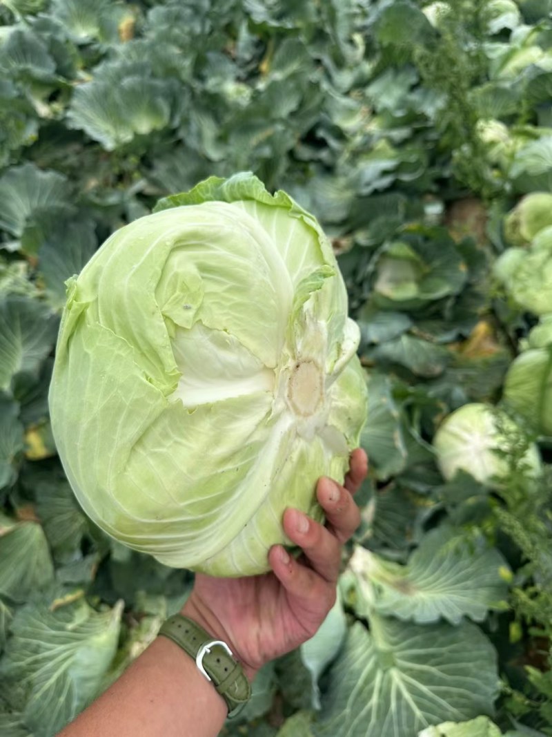 京丰一号甘蓝，，扁包菜。大量有货，供应加工厂，市场。