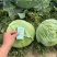 京丰一号甘蓝，，扁包菜。大量有货，供应加工厂，市场。