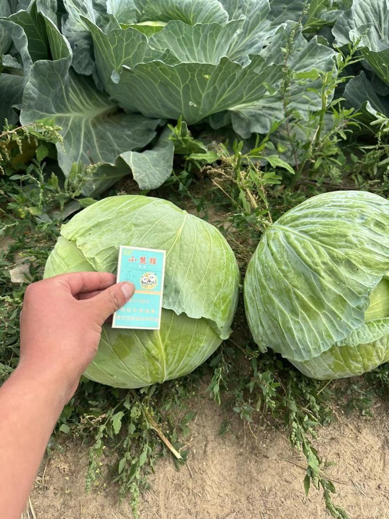京丰一号甘蓝，，扁包菜。大量有货，供应加工厂，市场。