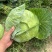 京丰一号甘蓝，，扁包菜。大量有货，供应加工厂，市场。
