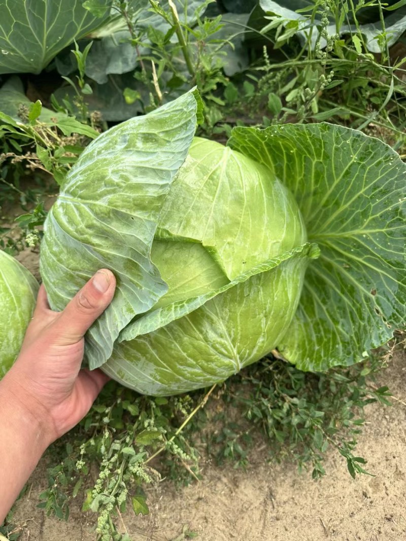 京丰一号甘蓝，，扁包菜。大量有货，供应加工厂，市场。
