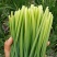 韭菜花