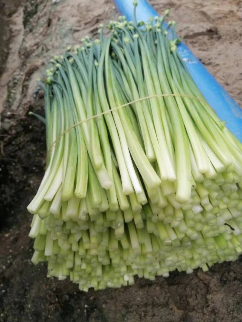 韭菜花