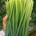 韭菜花