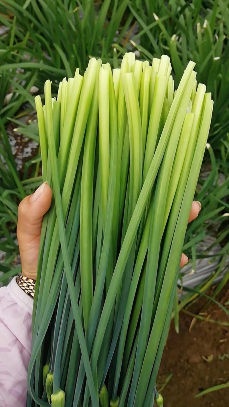 韭菜花