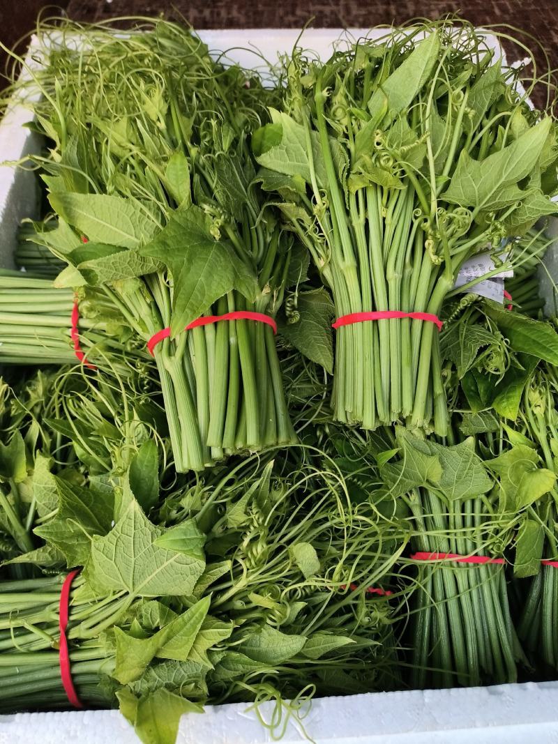 佛手瓜苗