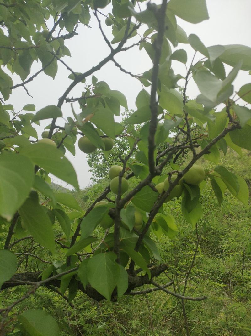 香白杏六月初就上市了