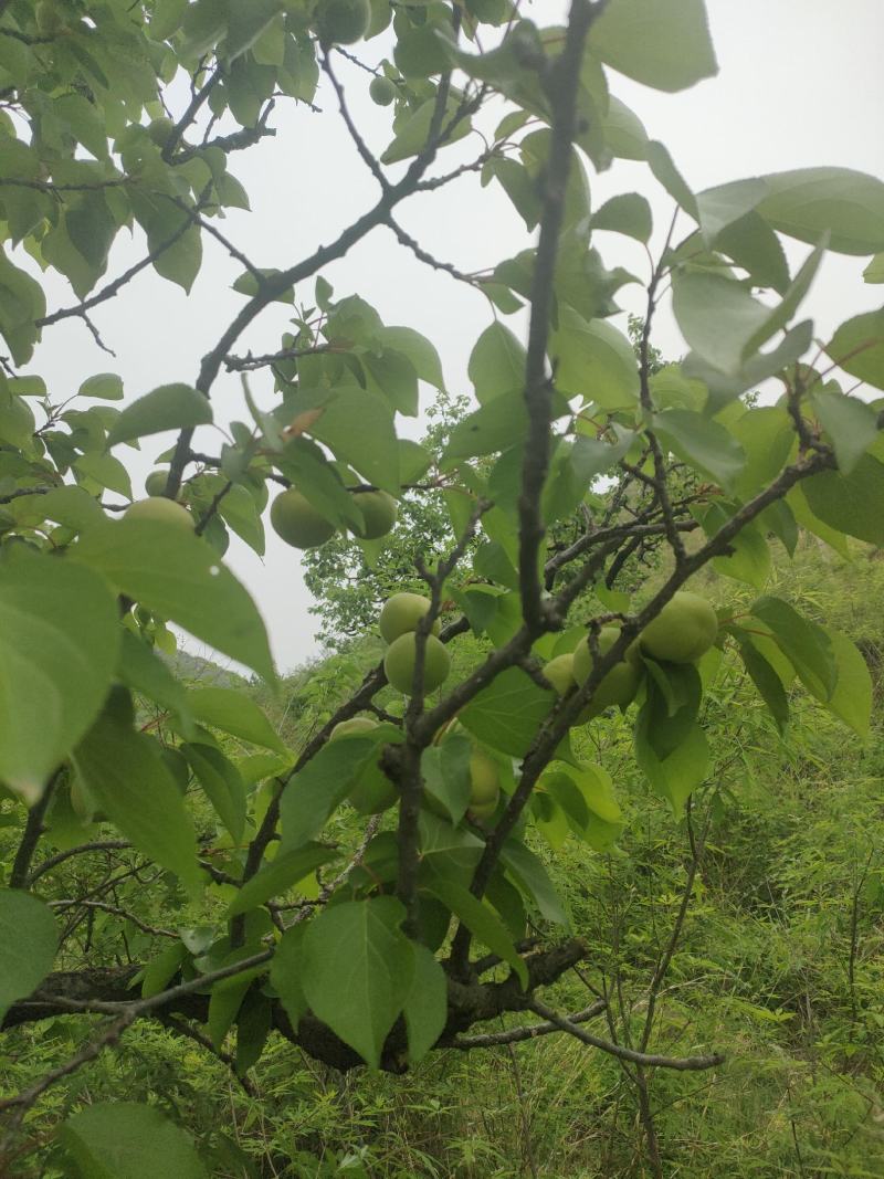 香白杏六月初就上市了