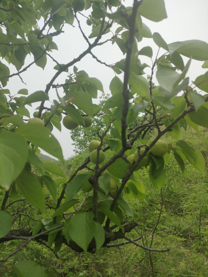 香白杏六月初就上市了