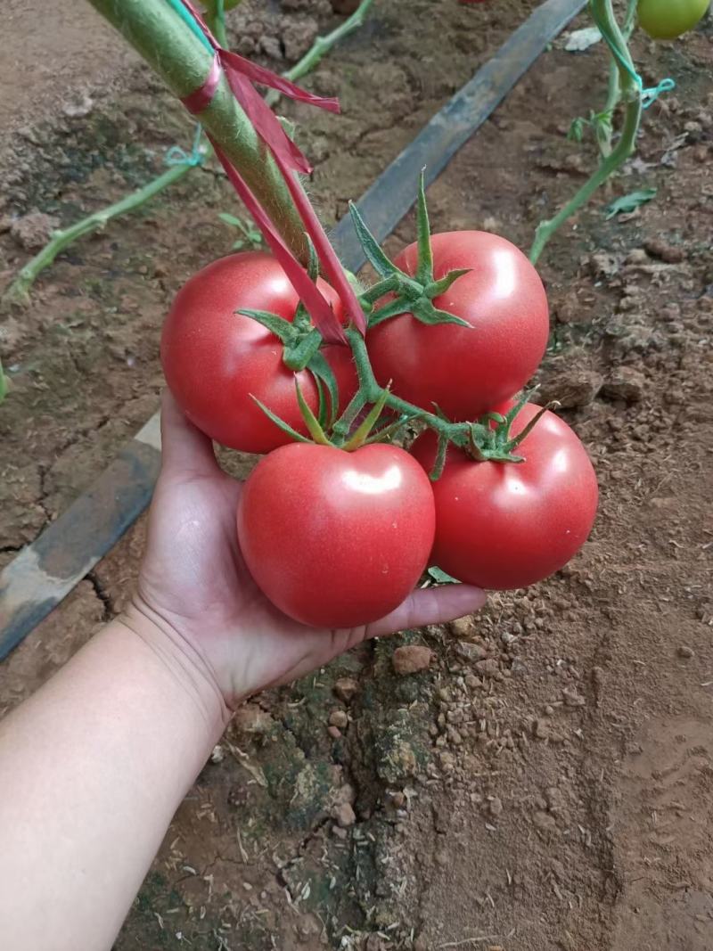 无限生长型番茄苗（越夏秋延）硬度好，高抗TY病毒，产量高