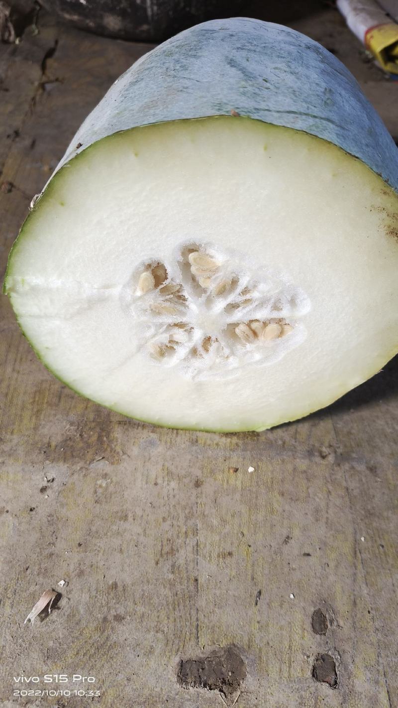 精品冬瓜苗，个头大，肉厚，产量高
