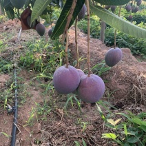 汤米芒果🥭