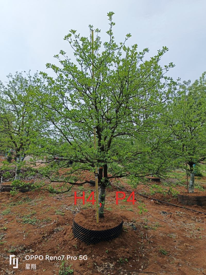 丛生香橼，单杆香橼，15-40公分规格齐全，基地直供