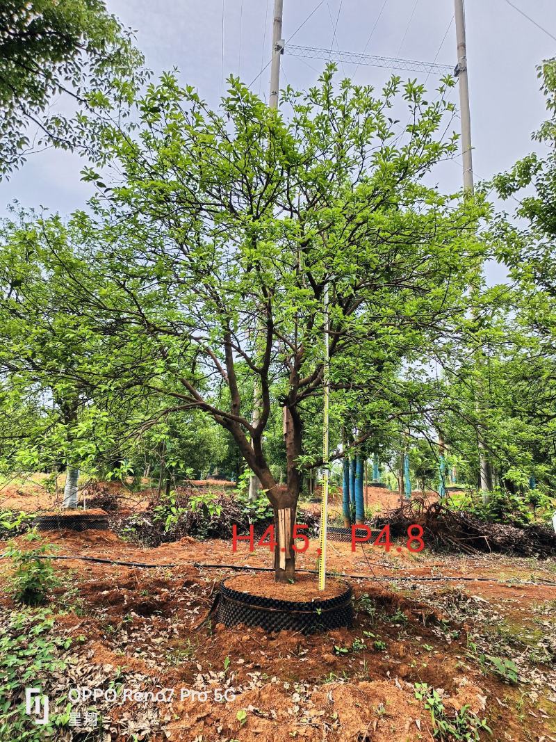丛生香橼，单杆香橼，15-40公分规格齐全，基地直供