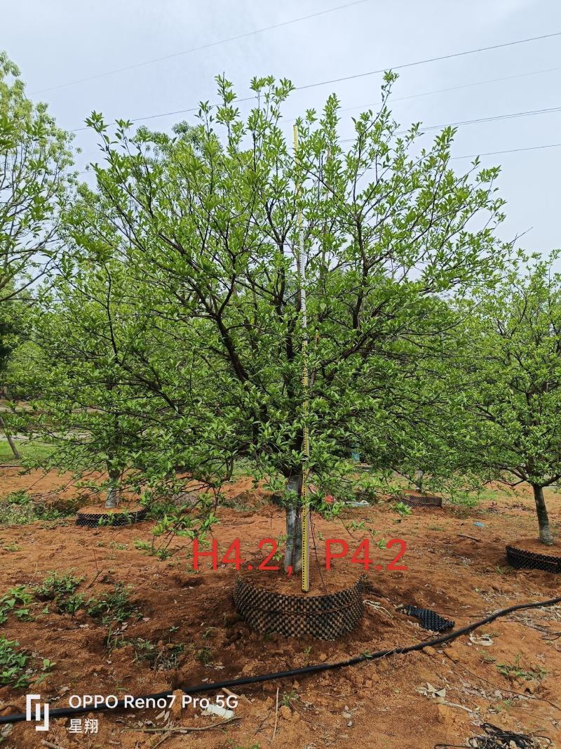 丛生香橼，单杆香橼，15-40公分规格齐全，基地直供