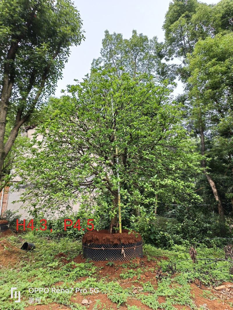 丛生香橼，单杆香橼，15-40公分规格齐全，基地直供