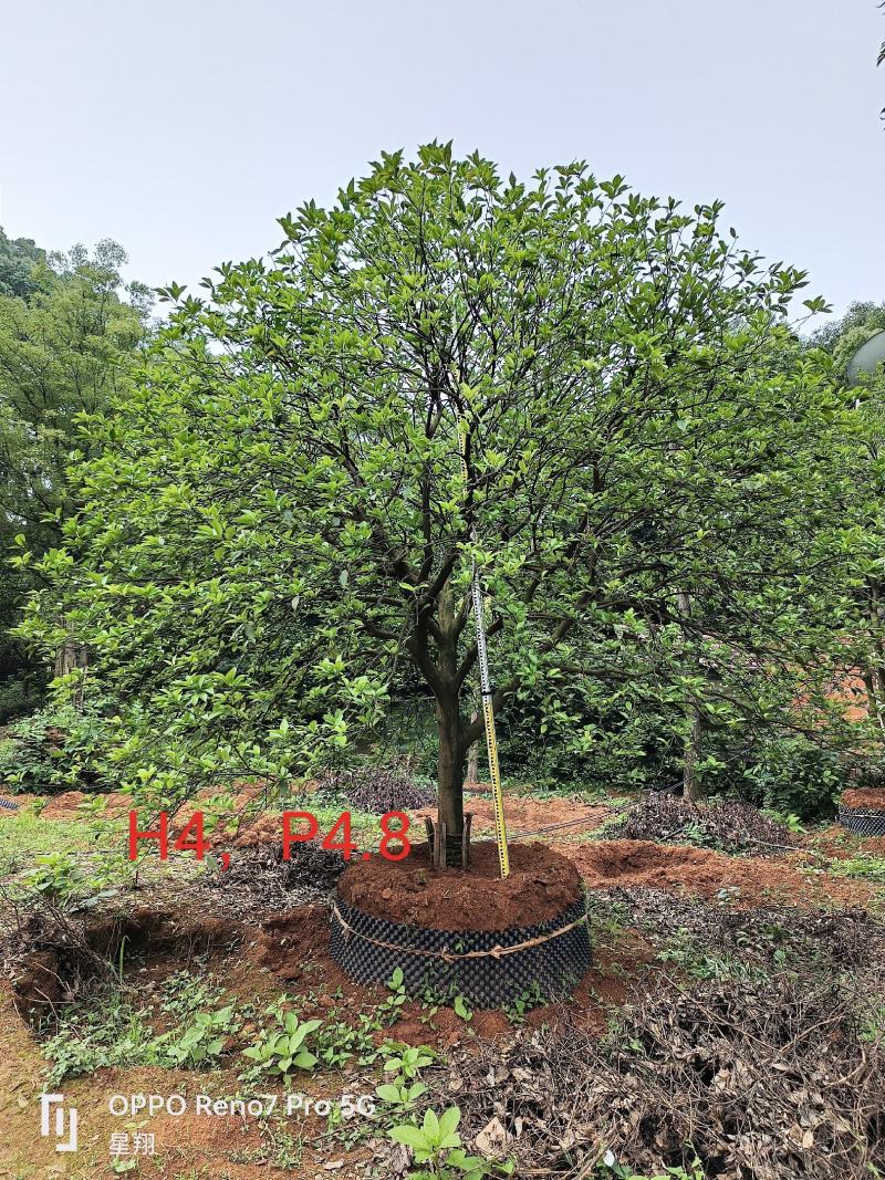 丛生香橼，单杆香橼，15-40公分规格齐全，基地直供
