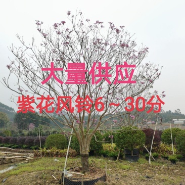紫花风铃6～30分