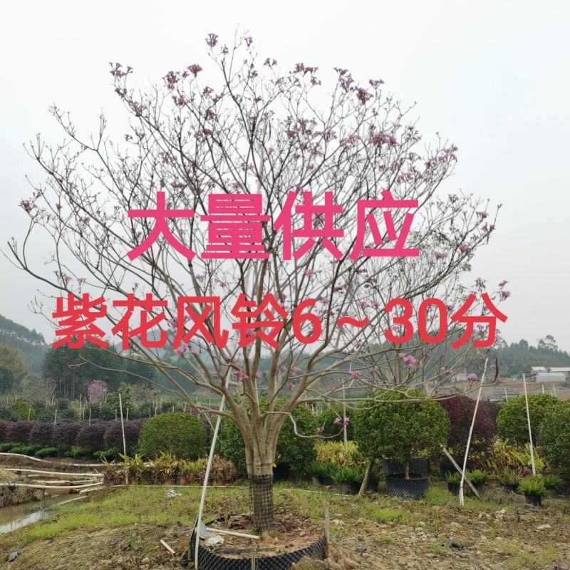紫花风铃6～30分
