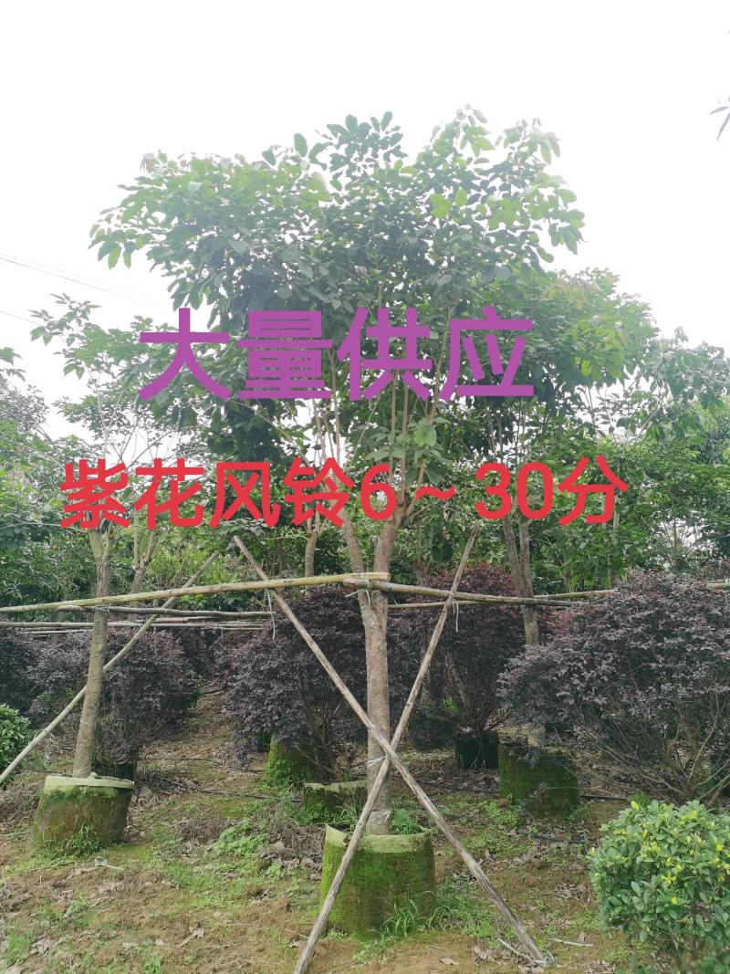 紫花风铃6～30分