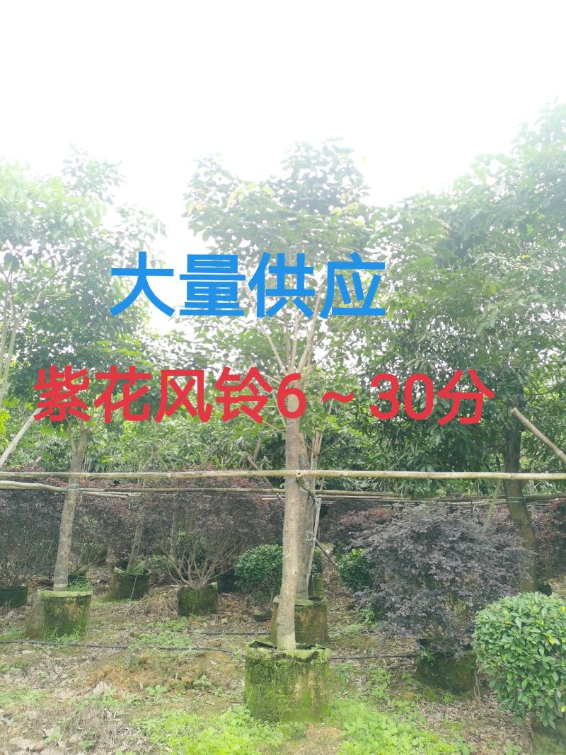 紫花风铃6～30分