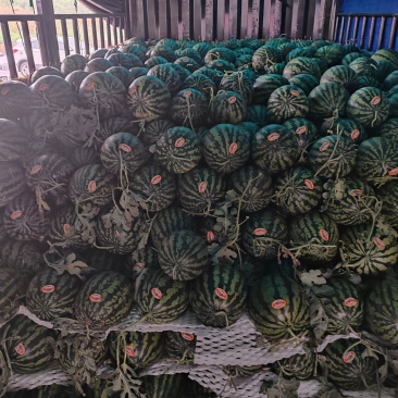 陕西甜王西瓜大量上市