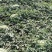 【视频看货】西瓜/安农二号/新疆基地直发全国市场欢迎电联