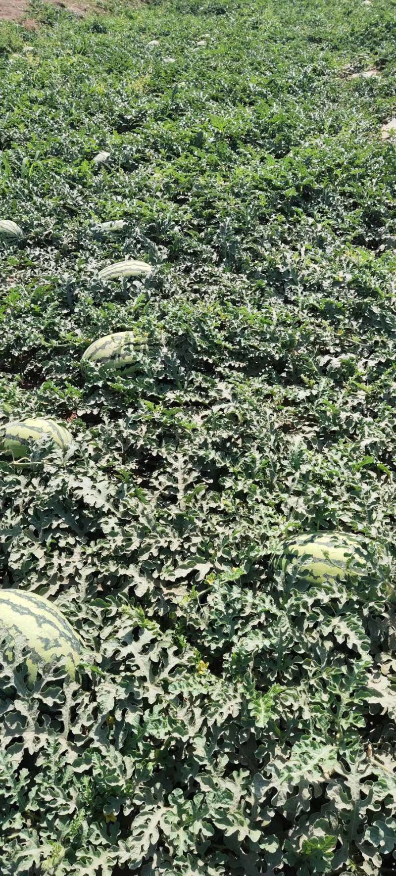 【视频看货】西瓜/安农二号/新疆基地直发全国市场欢迎电联