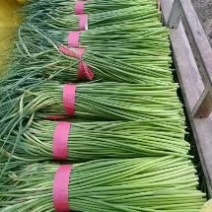 蒜苔，红帽