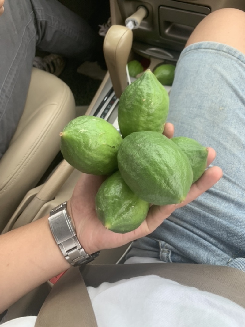 广东香水柠檬台山果大量现货
