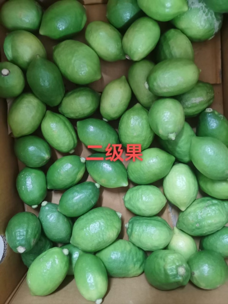 广东香水柠檬台山果大量现货