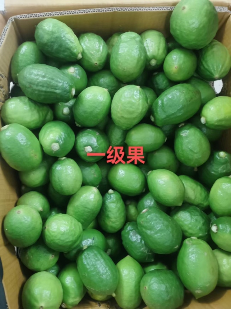 广东香水柠檬台山果大量现货