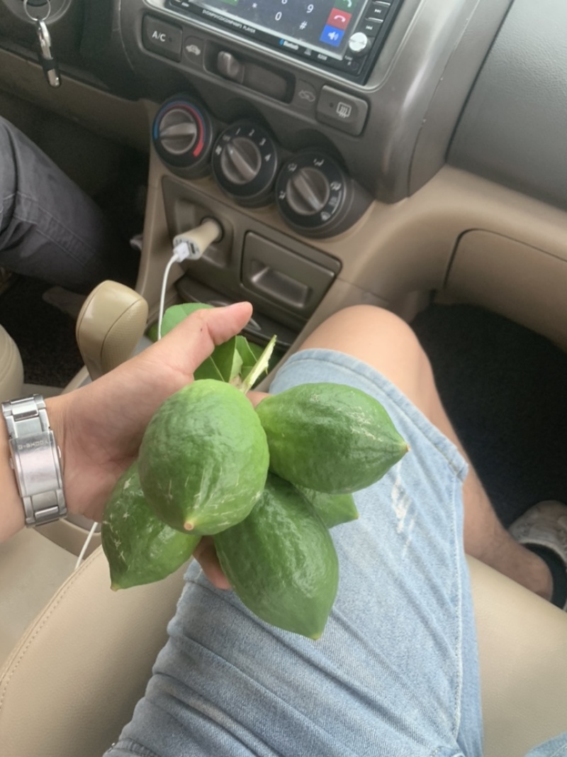 广东香水柠檬台山果大量现货