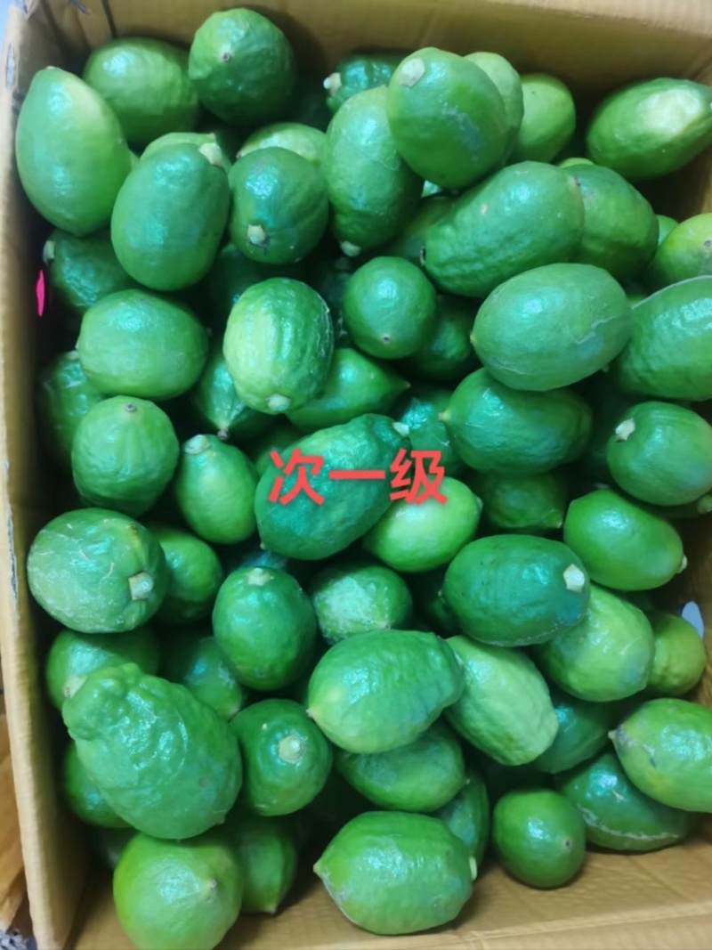 广东香水柠檬台山果大量现货