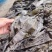 跑江湖摆地摊海带皮海带王15元模式送广告录音沙少无包心