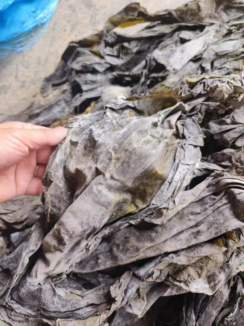 跑江湖摆地摊海带皮海带王15元模式送广告录音沙少无包心