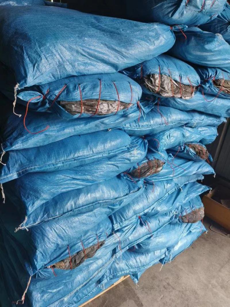 跑江湖摆地摊海带皮海带王15元模式送广告录音沙少无包心