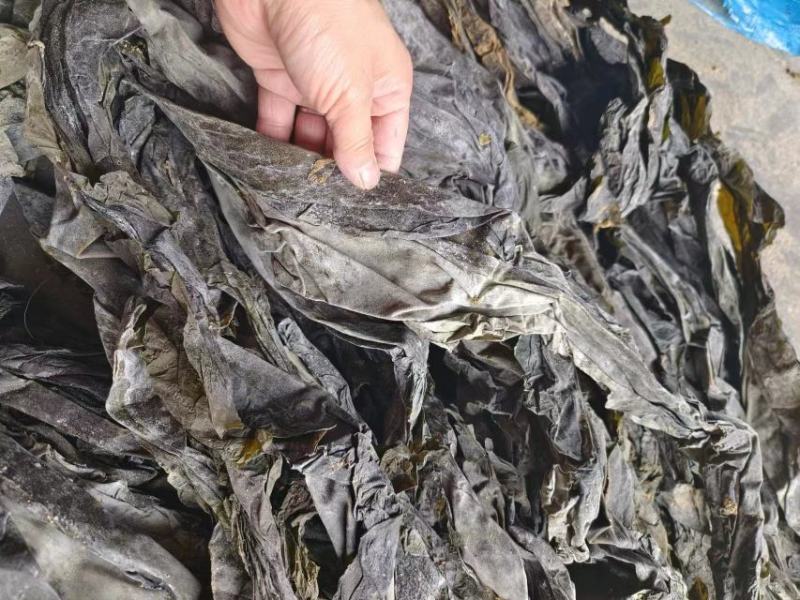 跑江湖摆地摊海带皮海带王15元模式送广告录音沙少无包心