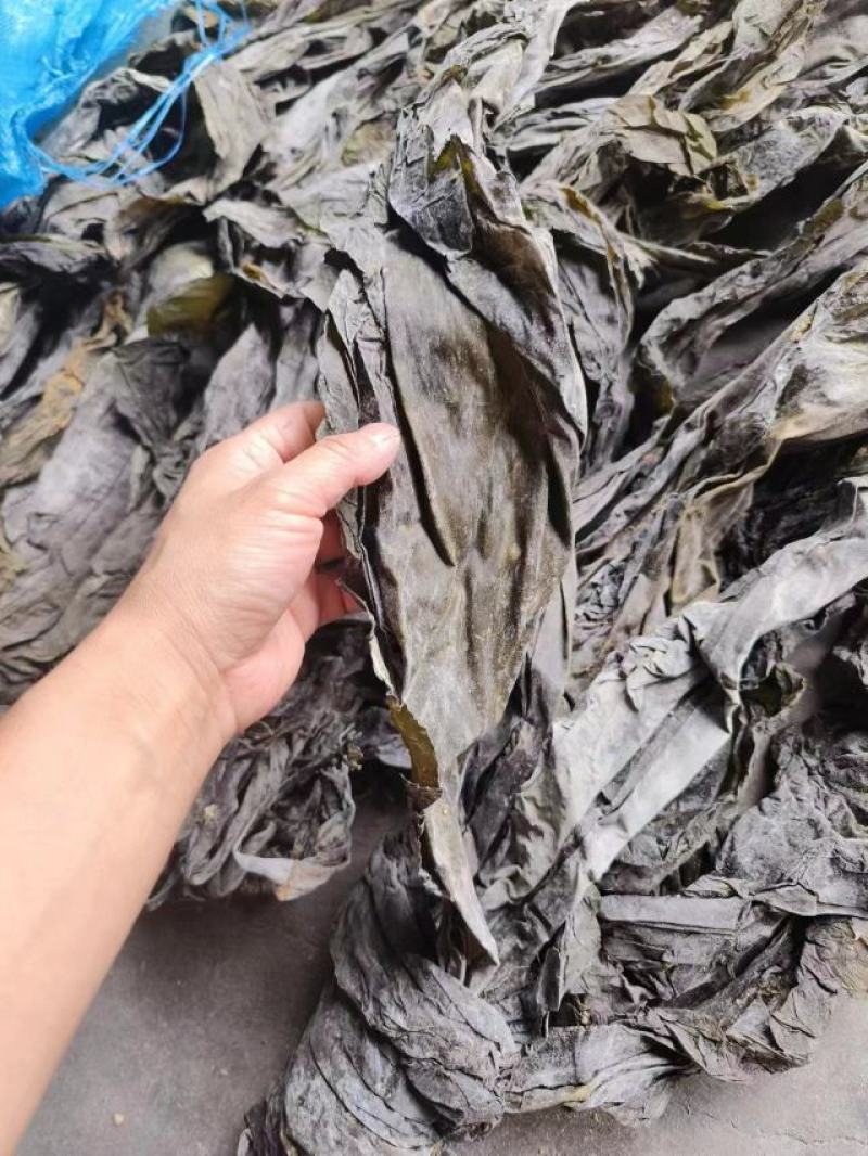 跑江湖摆地摊海带皮海带王15元模式送广告录音沙少无包心