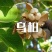 新采乌桕种子四季播种山乌桕籽绿化红叶乌桕树种