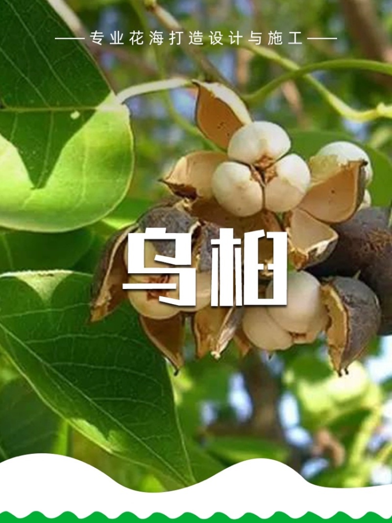 新采乌桕种子四季播种山乌桕籽绿化红叶乌桕树种