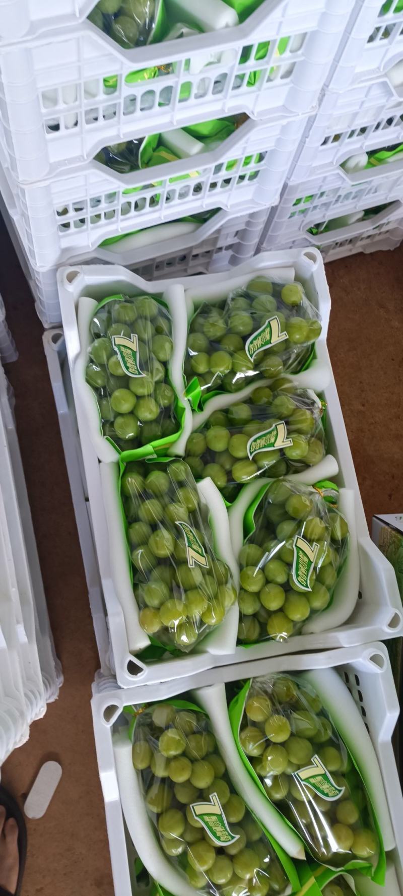 云南蒙自阳光玫瑰大量上市，电商果，市场果都有，需要的联系