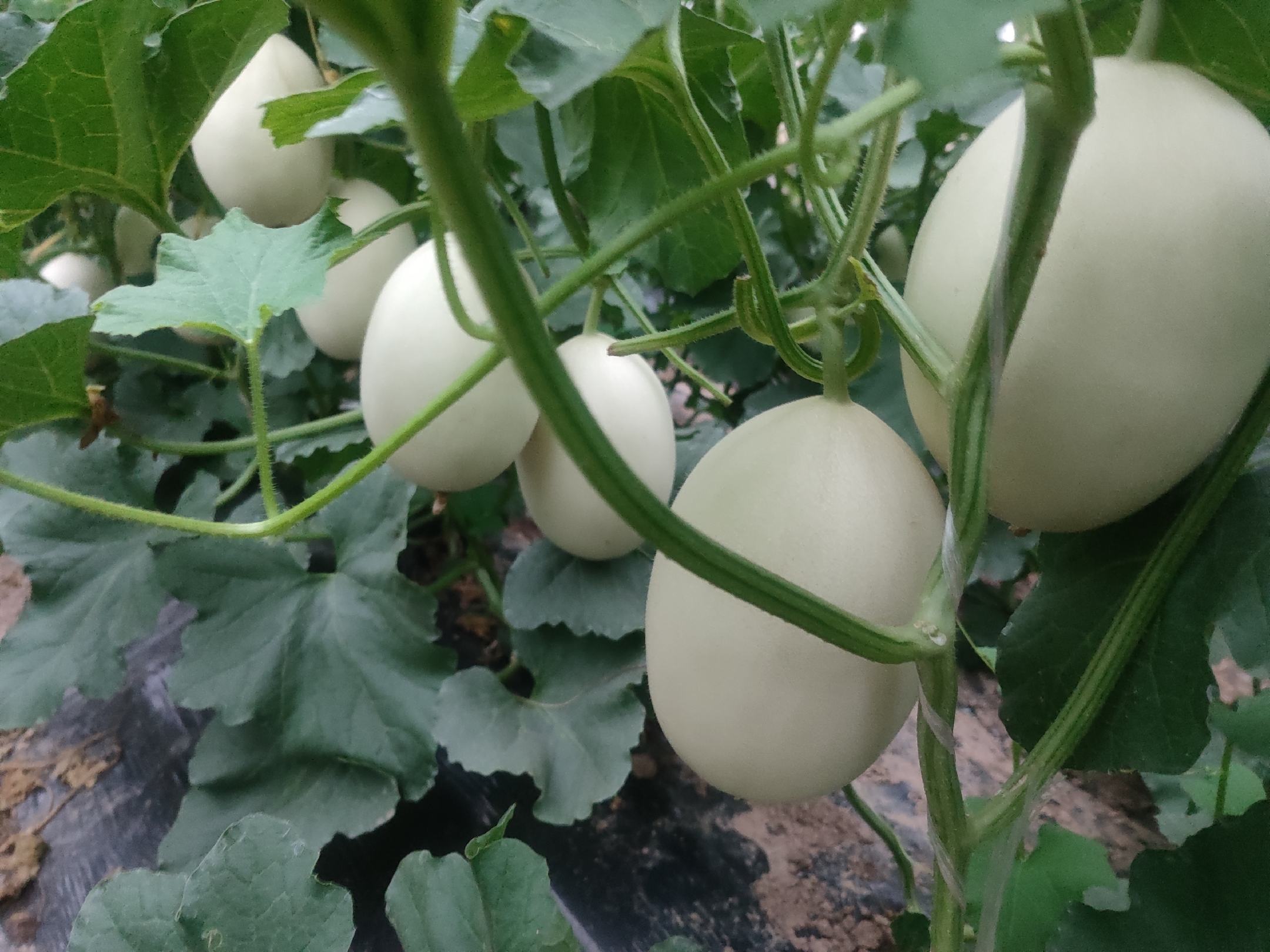 奶油南瓜成熟果实展示图,果皮呈奶油白色,果肉金黄 奶油南瓜成熟果实展示图