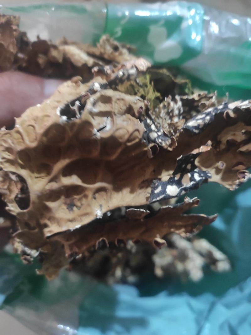 老龙皮干货常年经营各种中药材！