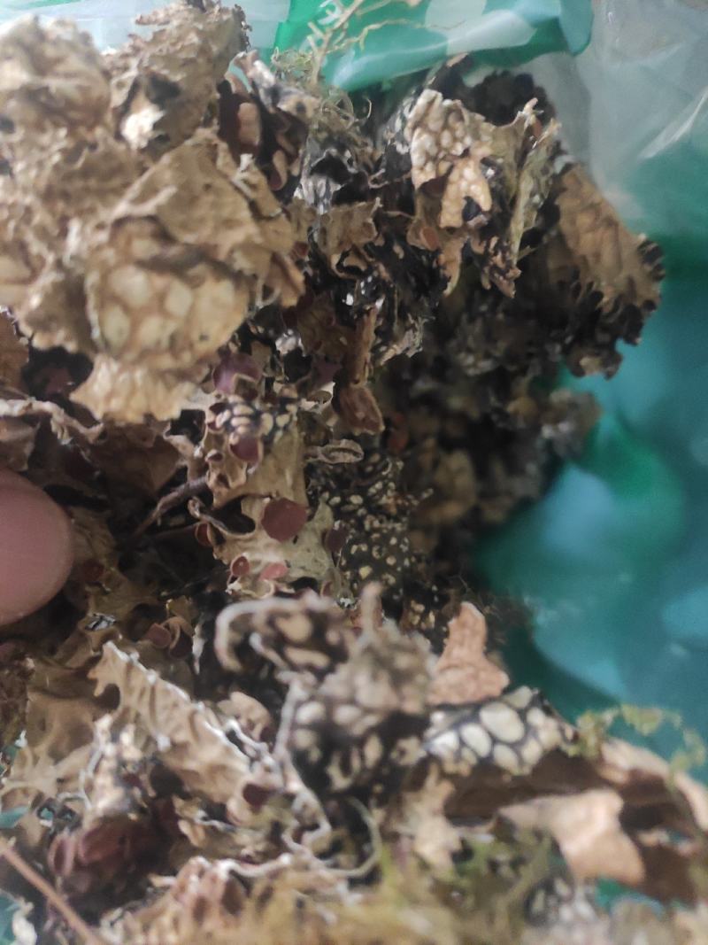 老龙皮干货常年经营各种中药材！