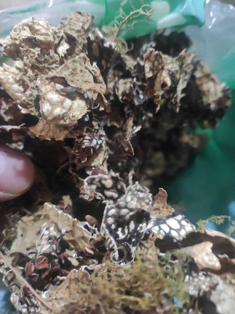 老龙皮干货常年经营各种中药材！