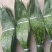 【推荐】大铜钱花粽叶！粽叶大量上市产地实发