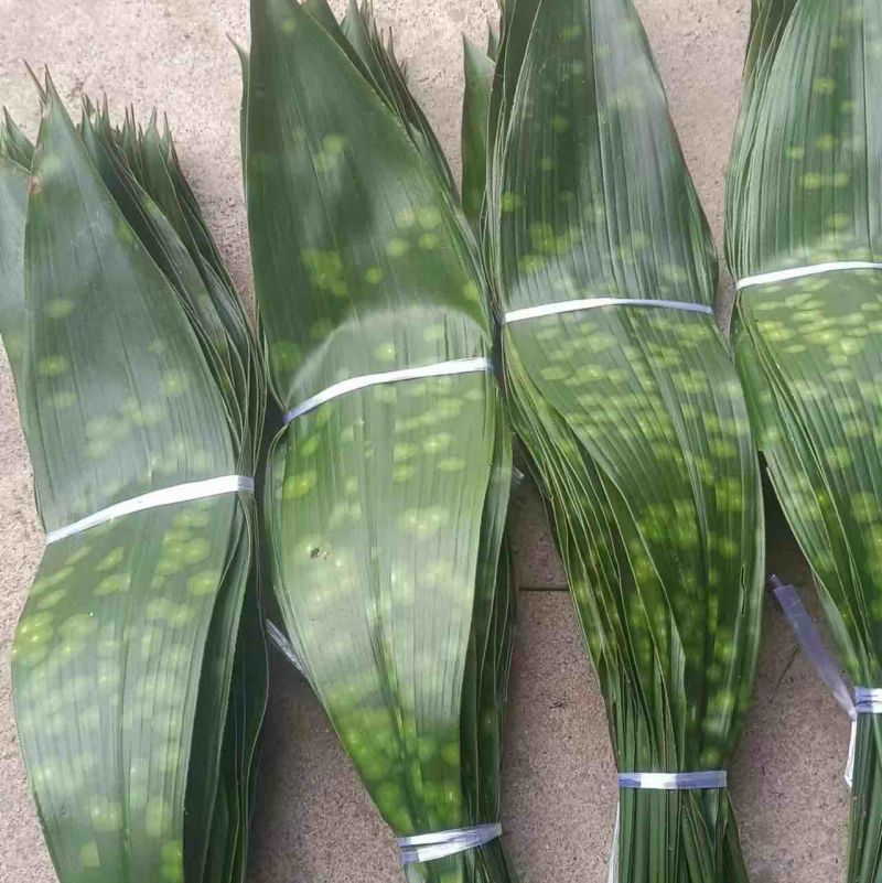 【推荐】大铜钱花粽叶！粽叶大量上市产地实发
