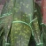 【推荐】大铜钱花粽叶！粽叶大量上市产地实发